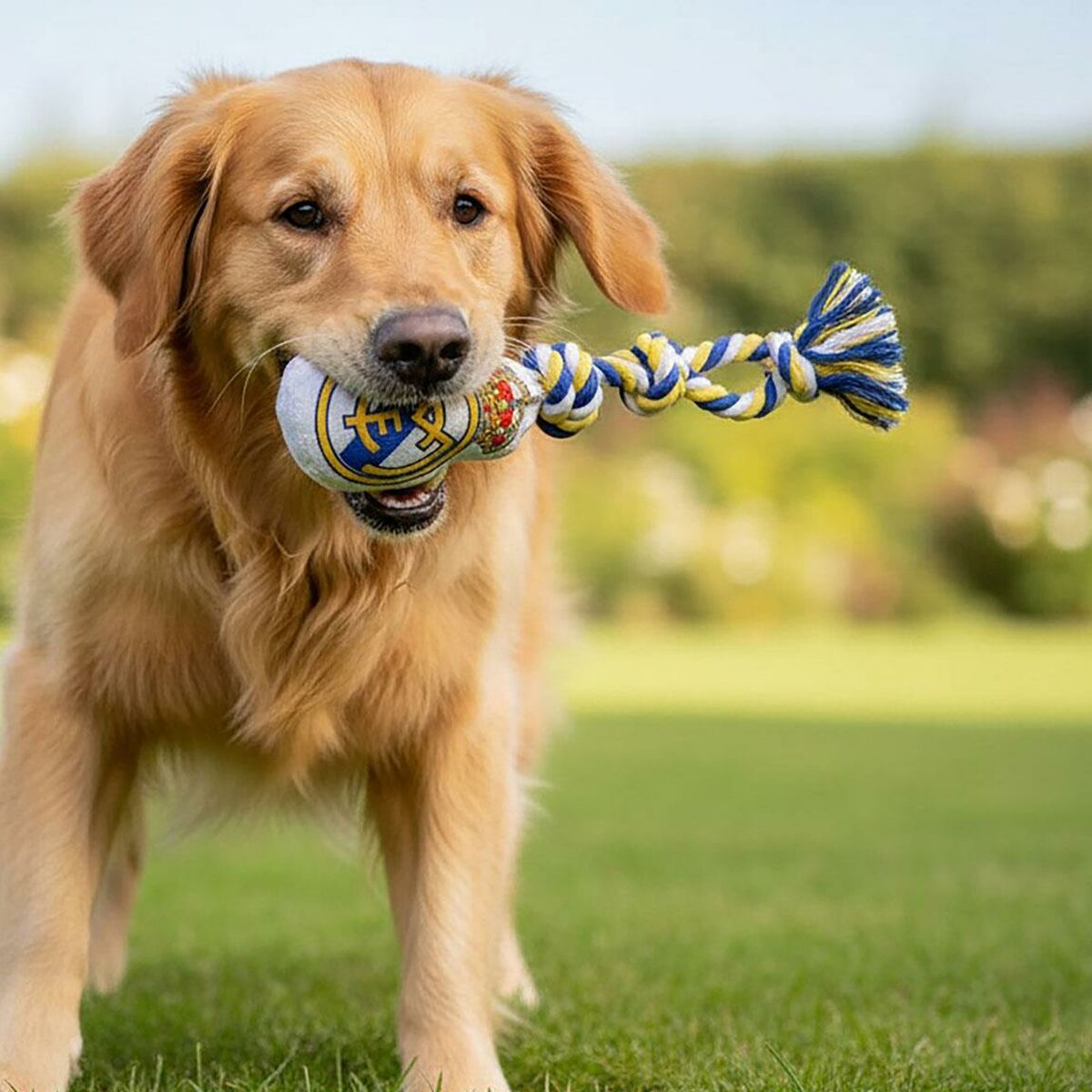 V4HC742CC70F3FB346A7D8123742FB714DCR7187330P5